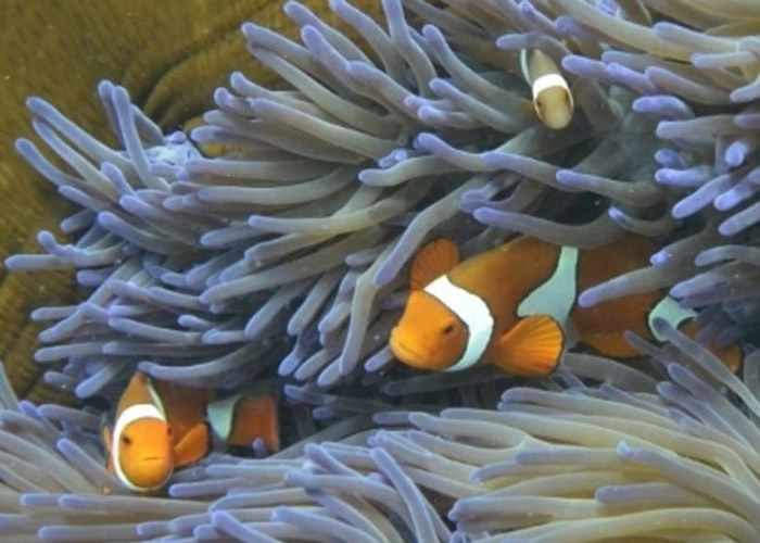 海水变暖会杀死为珊瑚供养的藻类。