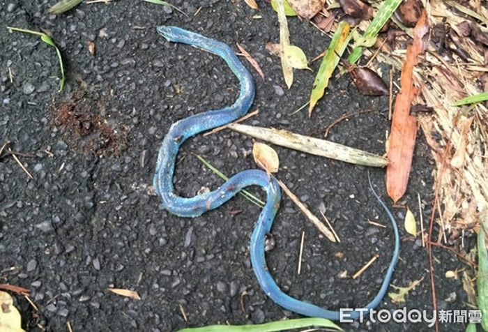 台湾南投民众登山惊见蓝色“纳美蛇” 农委会:体内色素褪去的青蛇