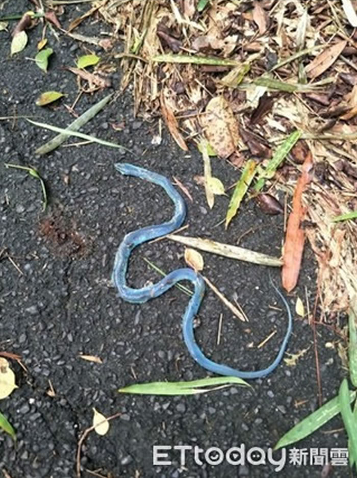 南投市民日前在产业道路散步时惊见一条蓝色但已死亡的蛇,上网询问蛇名引发热烈讨论。(图/翻自脸书南投人聊天室)