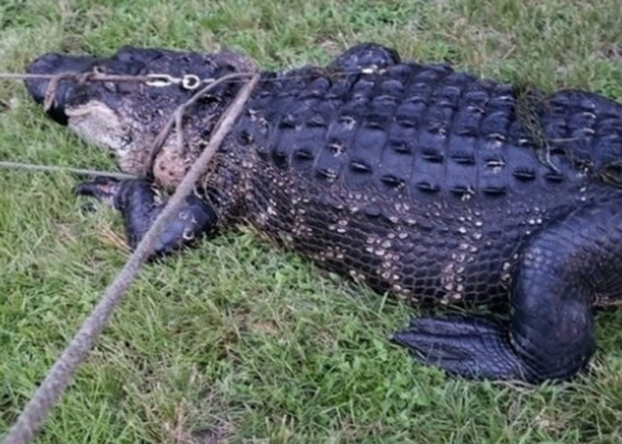 ������������ݱ���Ȯ���Ͻ�ˮ�гɵ��� 3.3�׳���������