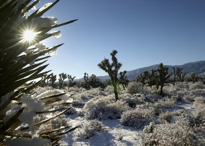 受气候变化影响 短叶丝兰(约书亚树)本世纪内或消失
