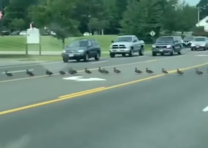 ����������Ѽ������45СѼ�ƺƵ����Ŷӹ���· ����ȫ������ͣ����·