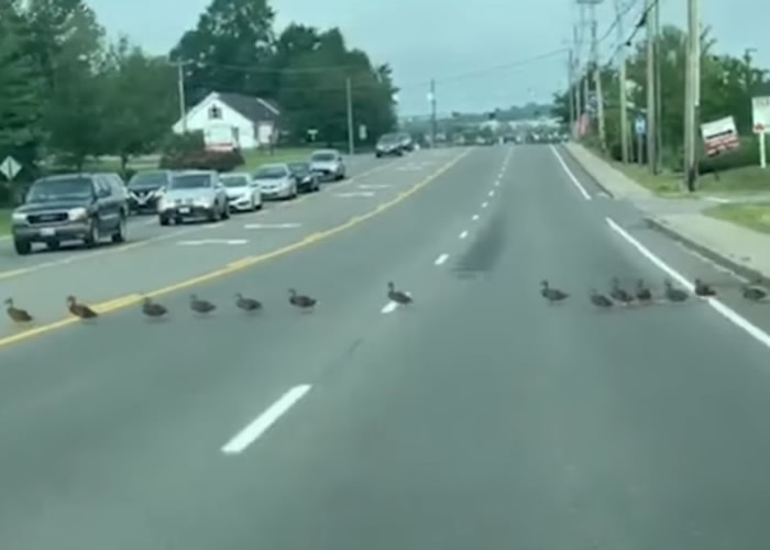 ����������Ѽ������45СѼ�ƺƵ����Ŷӹ���· ����ȫ������ͣ����·