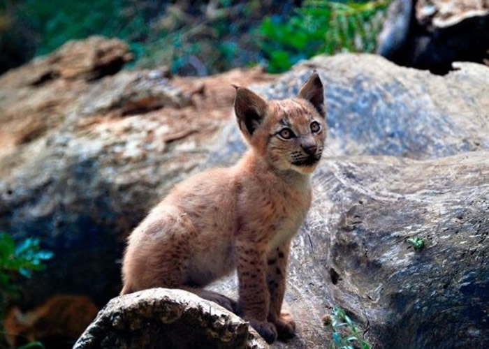 ������һ���� ����ţ˹ɽ����ŷ���������