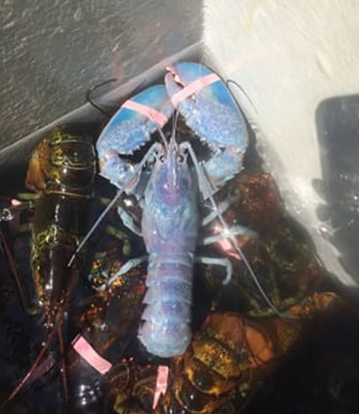 ٴβӵһֻλɫʵĺϺ