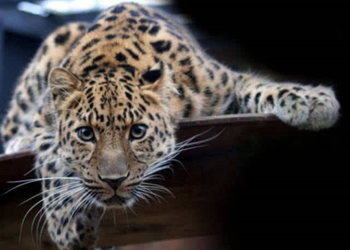 ���������й�һ���������