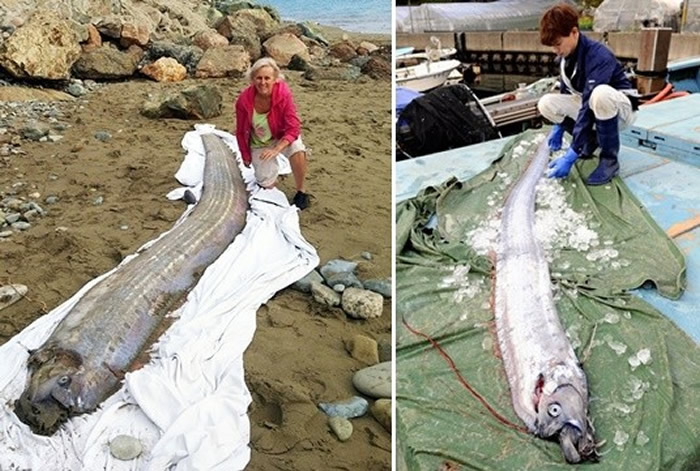 深海皇带鱼=大地震前兆?日本东海大学织原义明教授调查90年纪录破除迷信