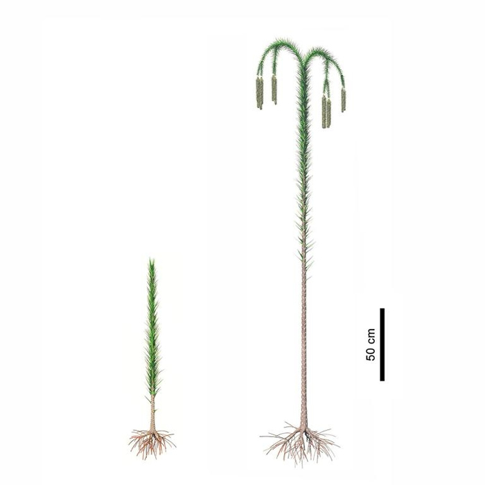 新杭镇发现的古代森林的特色在于其中的树,它们像竹竿一样笔直往上长,茎部缀着狭窄叶片。 一旦成熟,树顶就会分裂成带有下垂枝条的树冠,每一枝条都挂着装满孢子的圆锥。