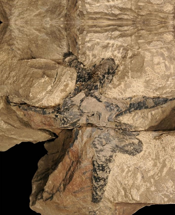 照片中的化石可看见新杭树分岔的根,这样的根系在当时相当先进。 这种根的稍晚版本让更高大的石炭纪树木能够在多沼泽的环境生长茁壮。 PHOTOGRAPH BY DE