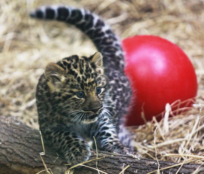 ����ŦԼ���������ȶ���԰һ�Ժ��ж���˹Զ��������̥����