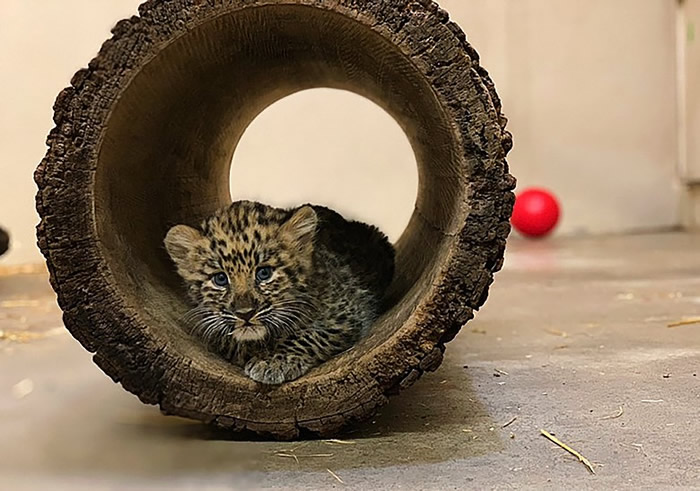 ����ŦԼ���������ȶ���԰һ�Ժ��ж���˹Զ��������̥����