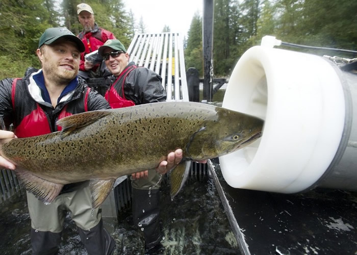 美国公司数年前发明“三文鱼大炮”助回游 数日行程变数秒