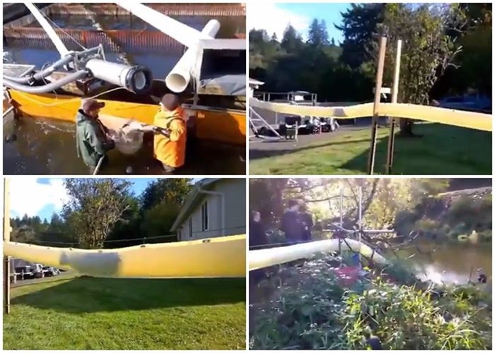 美国公司数年前发明“三文鱼大炮”助回游 数日行程变数秒