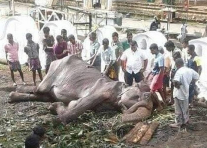 ˹������70��������Ű���� �����������������