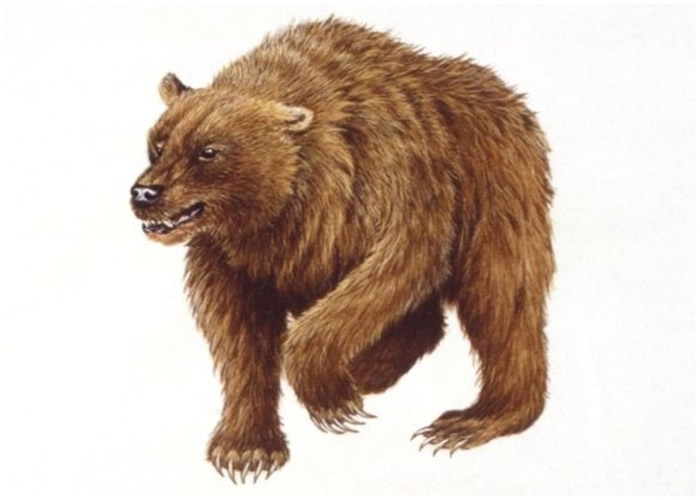洞熊灭绝原因新说:或是人类大规模猎杀所致
