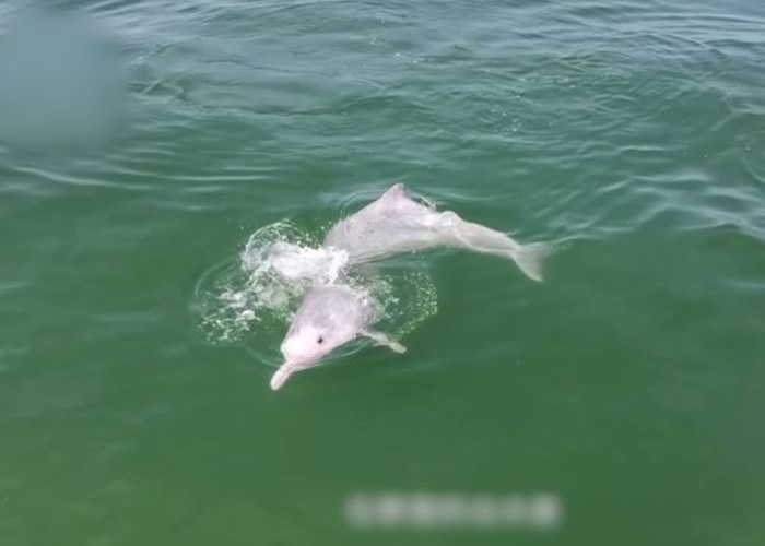中华白海豚现身广东阳江 渔政执法:与休渔期有关
