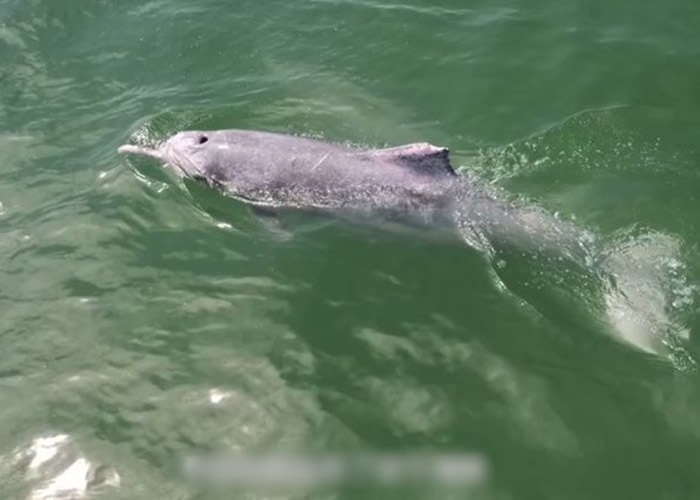 中华白海豚现身广东阳江 渔政执法:与休渔期有关