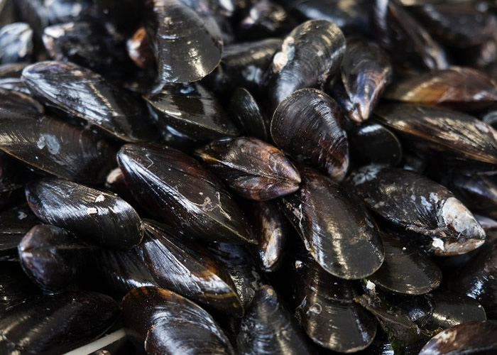 “超级过滤器”吸微胶粒 青口助减海洋污染