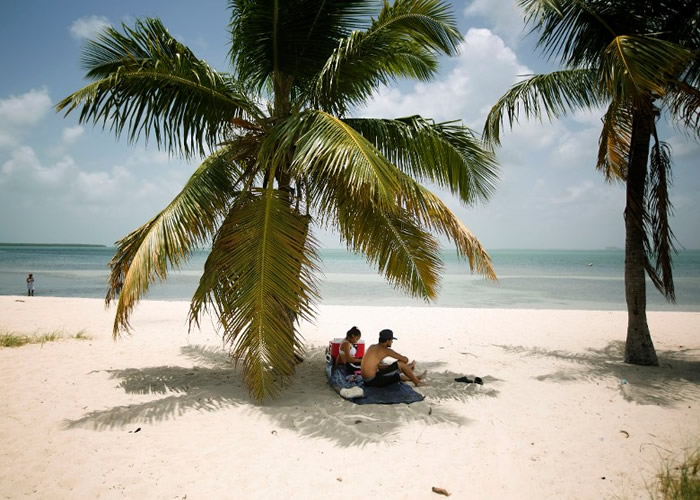 美国佛罗里达州棕榈树受会散播“致命黄化病”的墨西哥昆虫侵袭