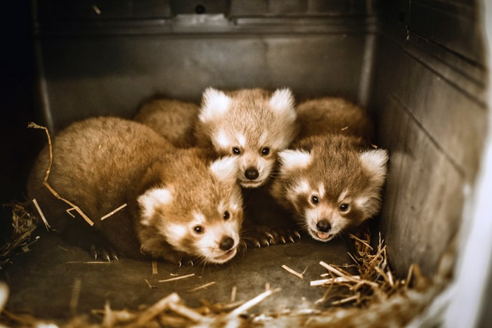 ����ά�������ݶ���԰��������̥С��è