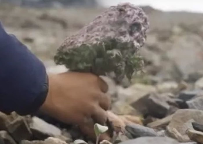 微博美食博主“野食小哥”采摘高山濒危植物“雪兔子”煮面吃 专家:连做标本都不舍得