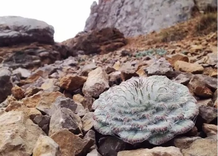 微博美食博主“野食小哥”采摘高山濒危植物“雪兔子”煮面吃 专家:连做标本都不舍得