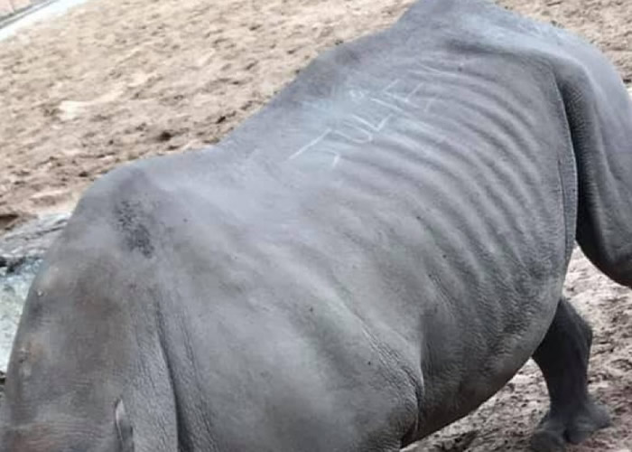 ����³���Palmyre������԰һֻϬţ�������οͿ������֡�Camille���͡�Julien��