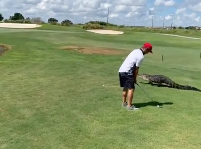 美国佛罗里达州球手无惧身边大鳄鱼路过 照样挥杆打高尔夫球