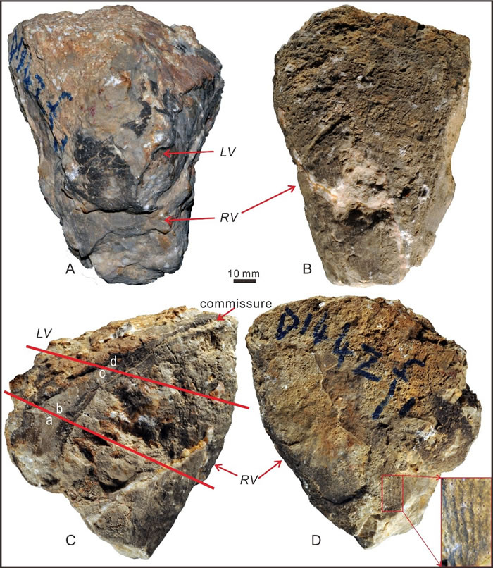 Shajia tibetica Rao et al., 2019��ģ�걾��A-D�ֱ�Ϊ���ӡ����ӡ�ǰ�Ӻͺ���