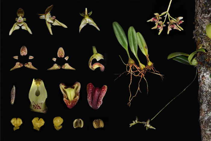 国际植物分类学期刊《PhytoKeys》:对生物多样性热点地区的研究彰显中国植物的多样性和特有性