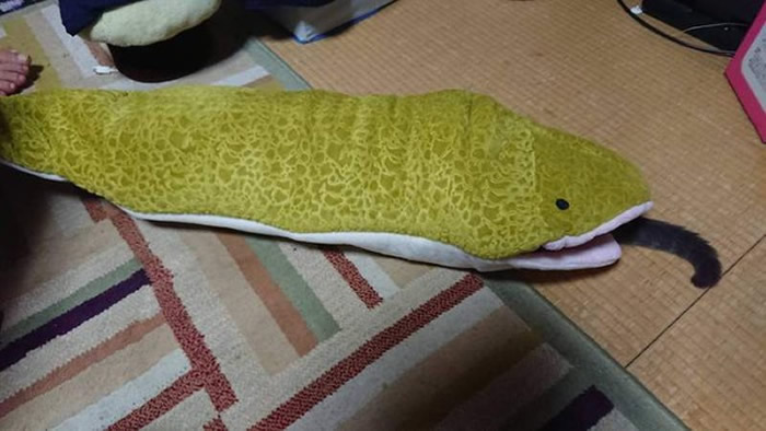 日本推特疯传宠物玩具:整只猫遭蟒蛇生吞表情竟十分愉悦