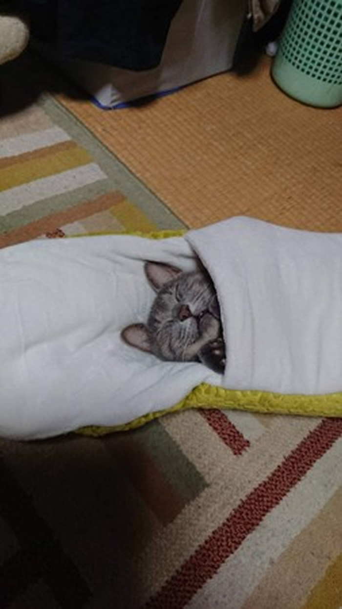 日本推特疯传宠物玩具:整只猫遭蟒蛇生吞表情竟十分愉悦