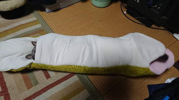 日本推特疯传宠物玩具:整只猫遭蟒蛇生吞表情竟十分愉悦