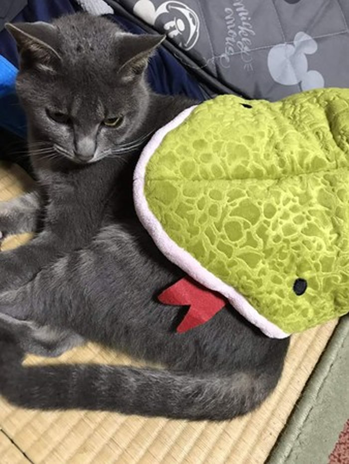 日本推特疯传宠物玩具:整只猫遭蟒蛇生吞表情竟十分愉悦