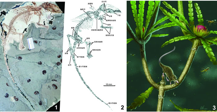 “我们每次吞咽都和1.64亿年前有关”——山东科技大学周长付研究化石引世界关注
