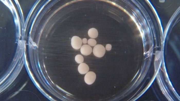 �о��ŶӰѸ�ϸ���ŵ���ֲ����������