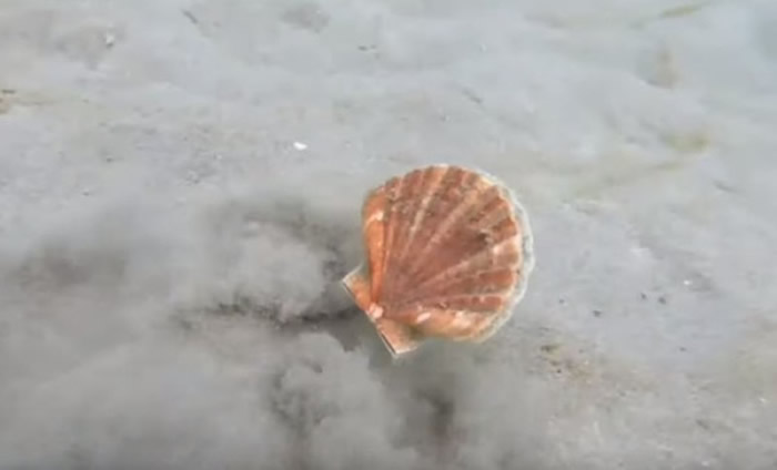 奔跑的假牙:扇贝在海底时会以超级惊人的速度移动