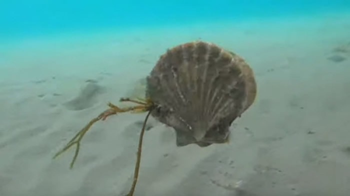 奔跑的假牙:扇贝在海底时会以超级惊人的速度移动