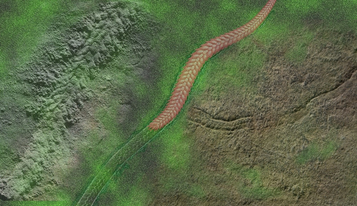 穗状夷陵虫实体(左)、遗迹(右)和化石复原(中)