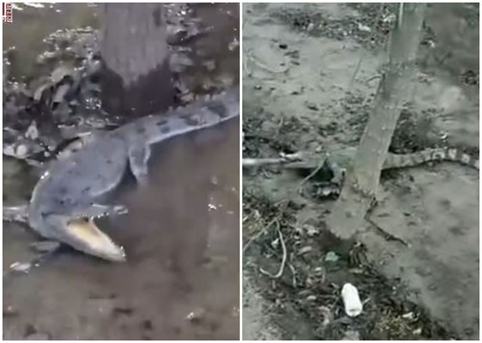 河北保定清苑区北王力村村民灌溉时“浇出”鳄鱼 疑放生后跑到农田