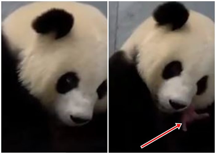 �¹����ֶ���԰����è�����Ρ�����˫��̥