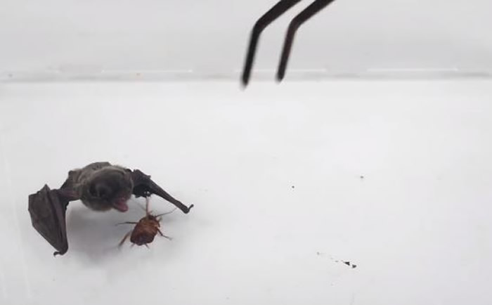 网红“好奇五先生”测试将蝙蝠和蟑螂放在一起观察它们的反应 结局出乎意料