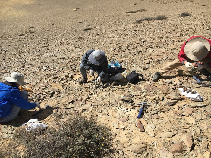 科考队员在西藏仲巴县采集二叠纪化石