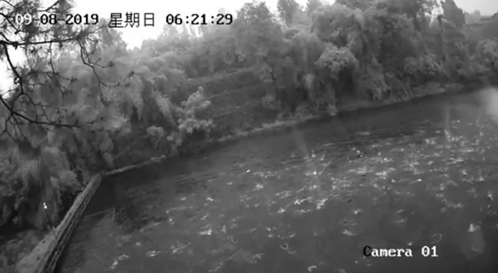 四川地震:内江市资中县陈家镇鱼塘监控拍到地震前20分钟数百条鱼同时跳出水面