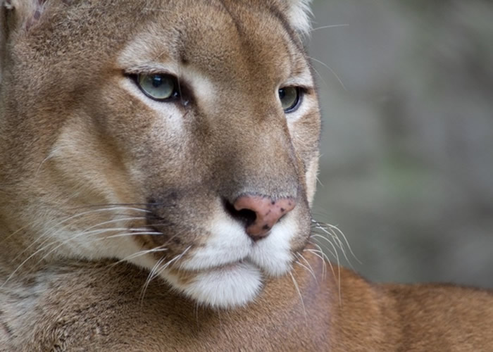 ����������������ͯ�ڼ���ǰ��ˣ������ʨϮ�� ��Σ��������֦������ʨ�۾��ӳ�����