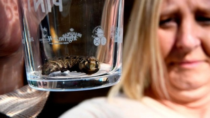 栎列队蛾或红天蛾?英国东约克郡居民院子里发现一个从天而降的神秘生物