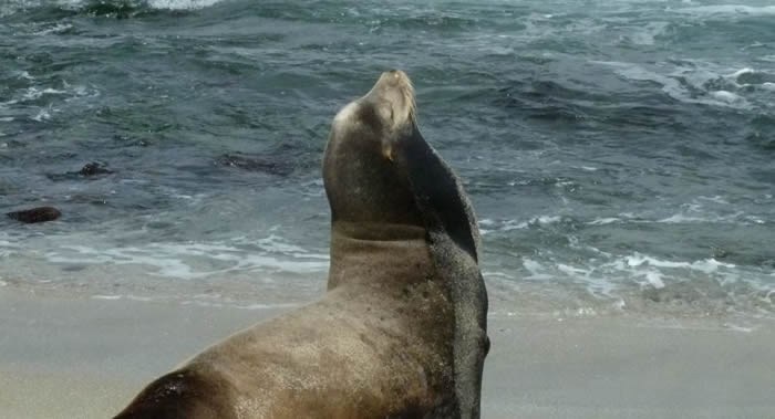 太平洋水温异常将导致海洋生物面临死亡危险