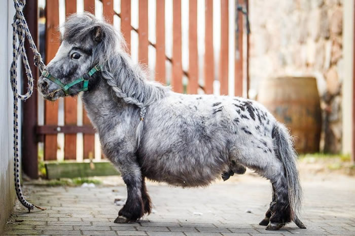 波兰一匹名叫“邦贝尔”(Bombel)的马被认定为世界上最小的马