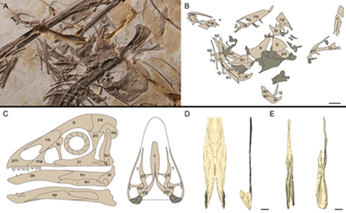 会鸟IVPP V19058的头骨照片及线图;会鸟头骨侧面及腭面复原图;会鸟和中国猎龙的犁骨三维重建图(胡晗供图)