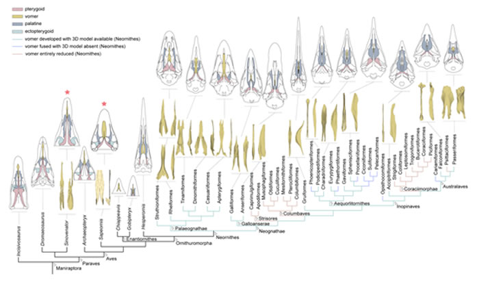 副鸟类腭区演化图(胡晗供图)